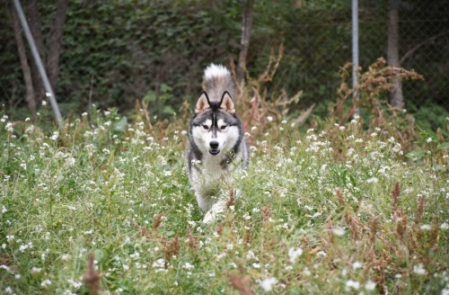 Husky Siberiano