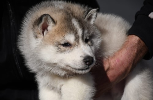 Cachorro Husky Siberiano