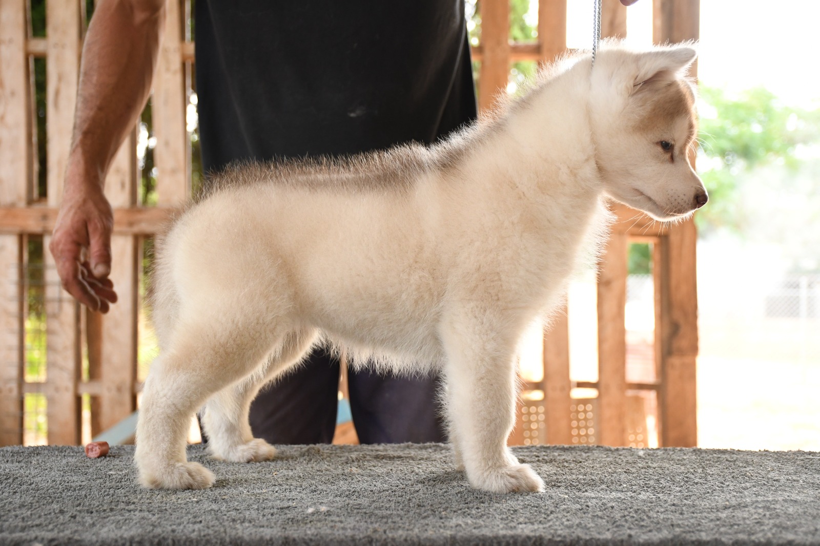 Husky Aisha