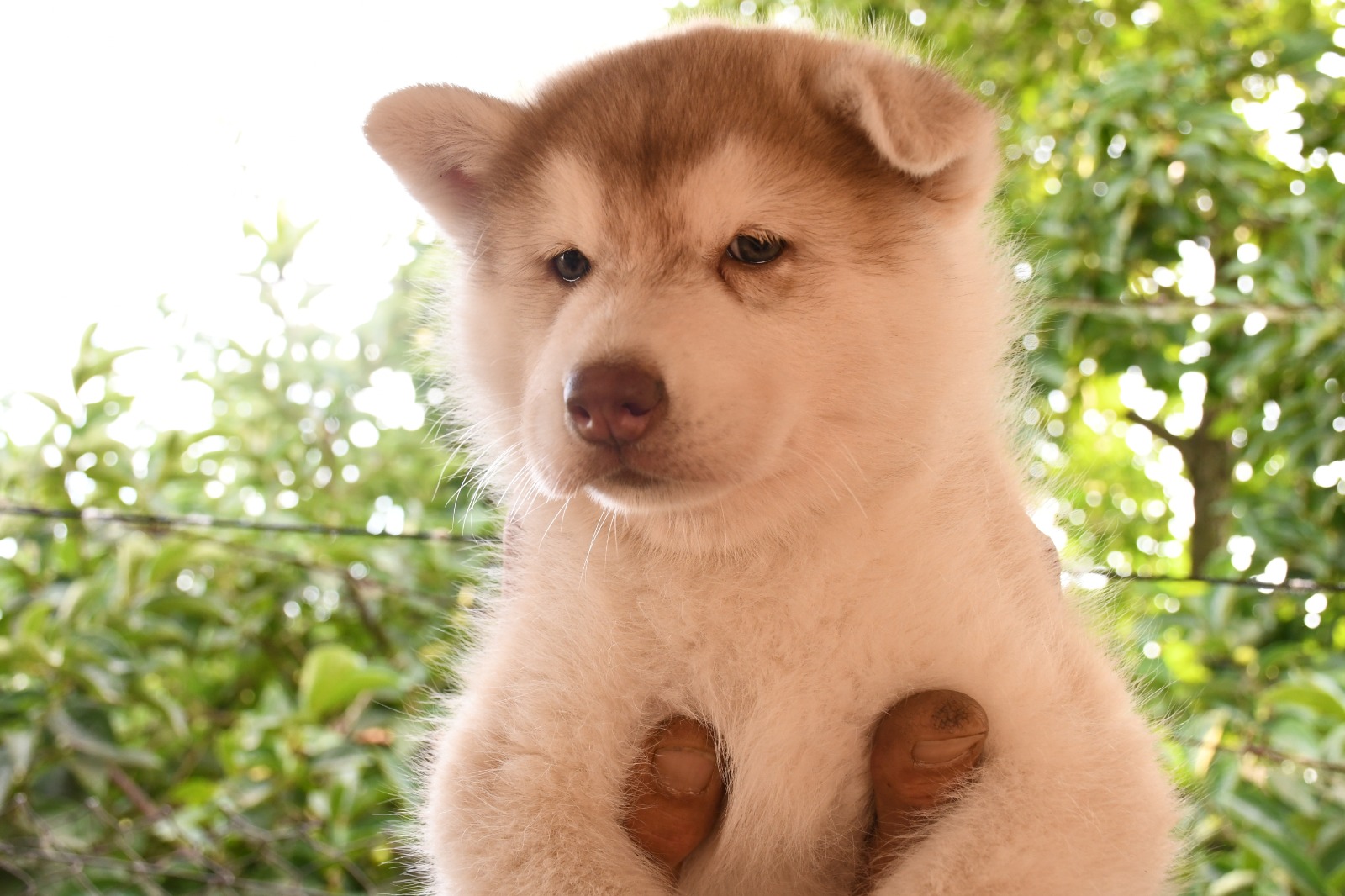 Husky Aisha