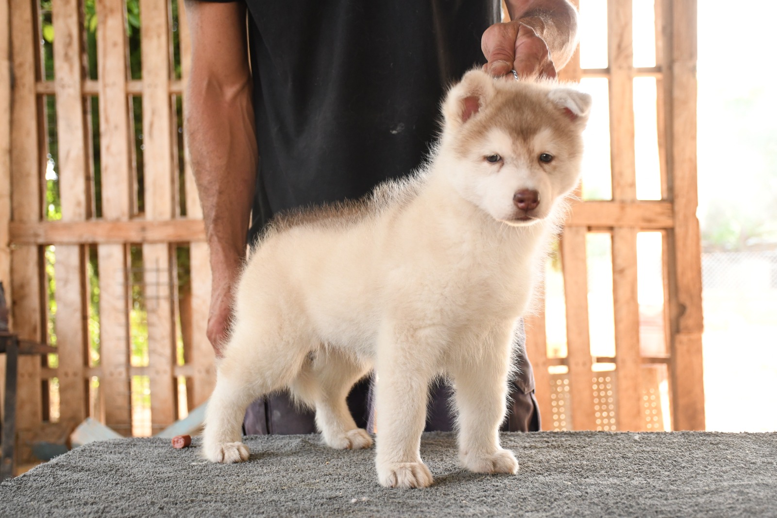Husky Aisha