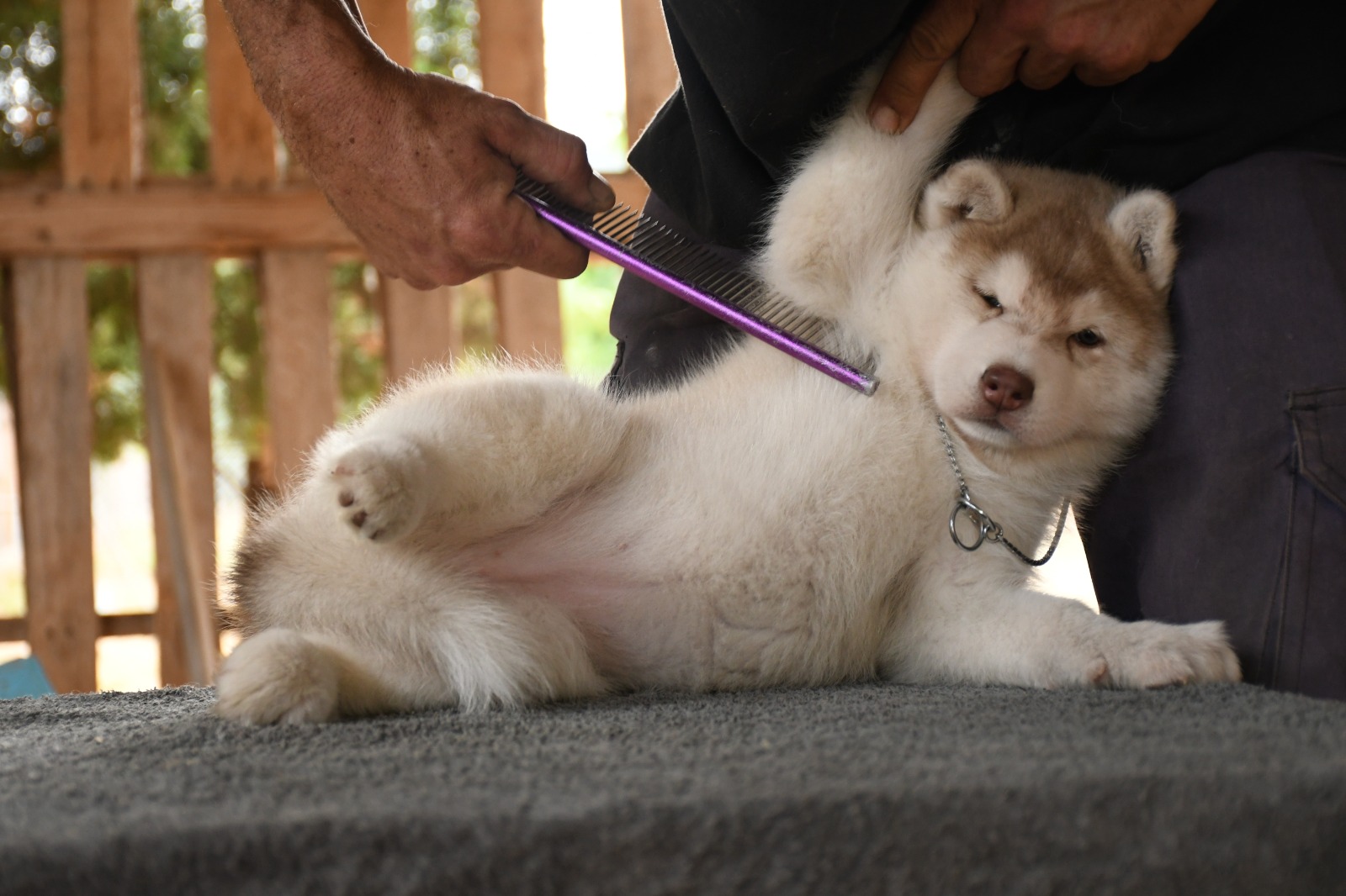 Husky Aisha