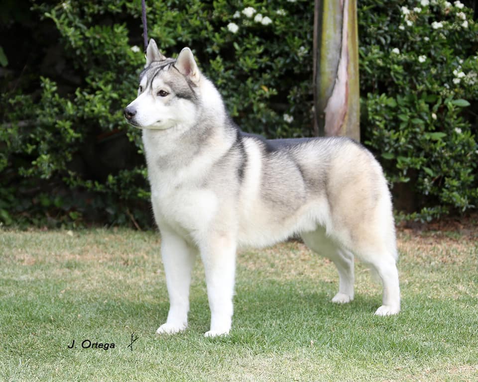 Husky Brave