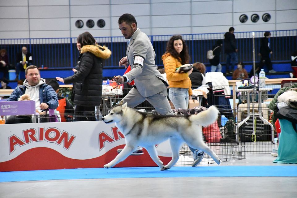 Husky Drake