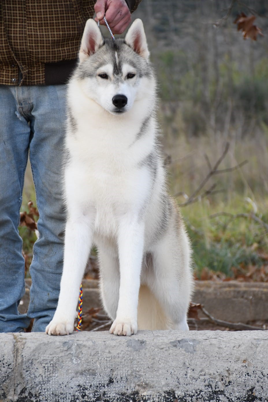 Husky Drake