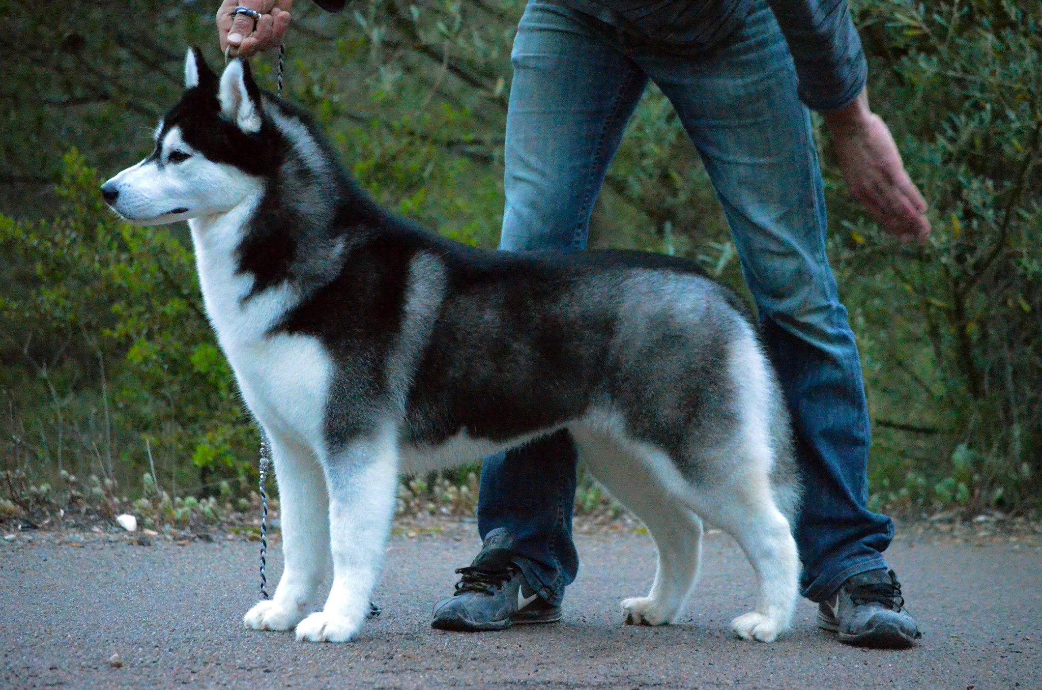 Husky Siberiano Greta