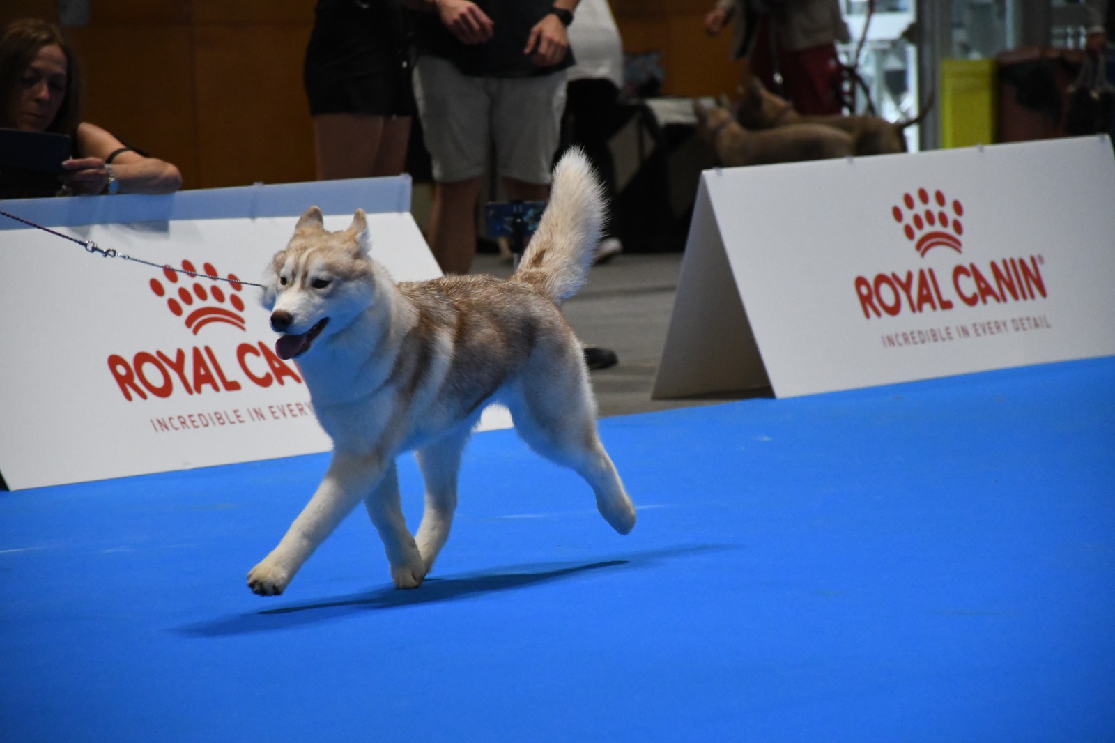 Husky Magic