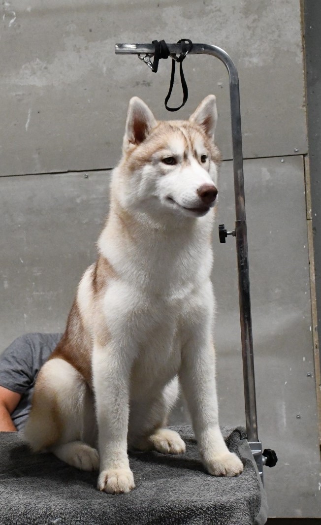 Husky Magic
