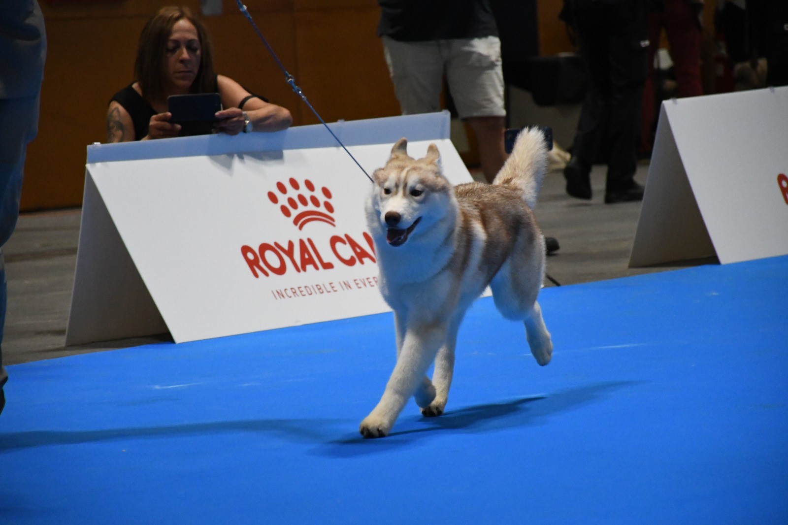 Husky Magic