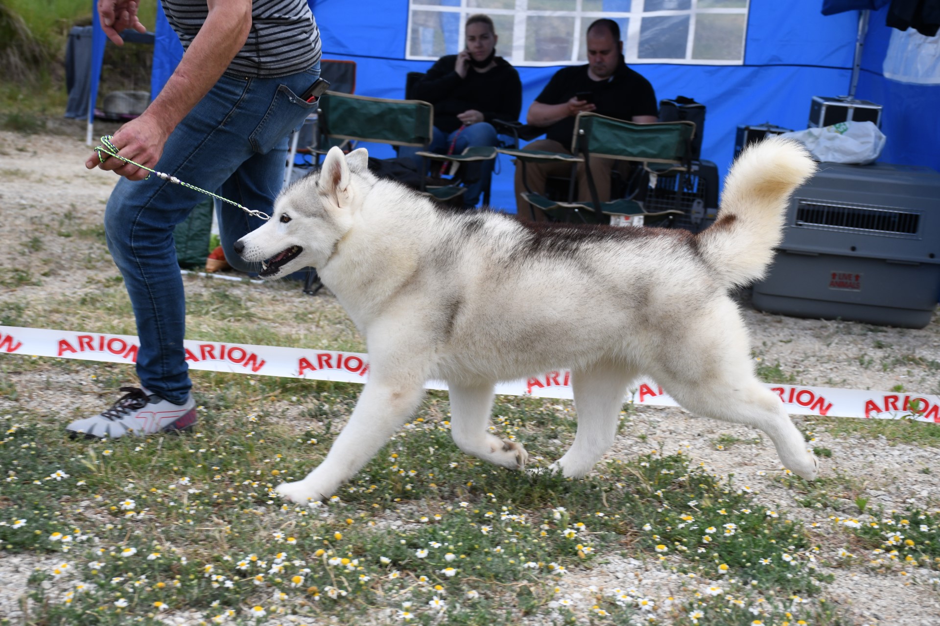 Husky Siberiano Moon