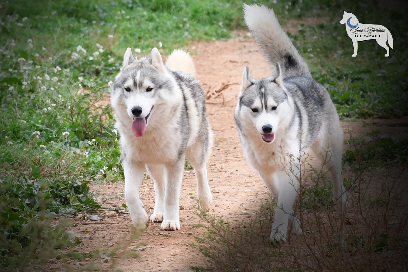 Husky Siberiano One