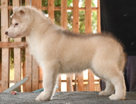 Husky Aisha