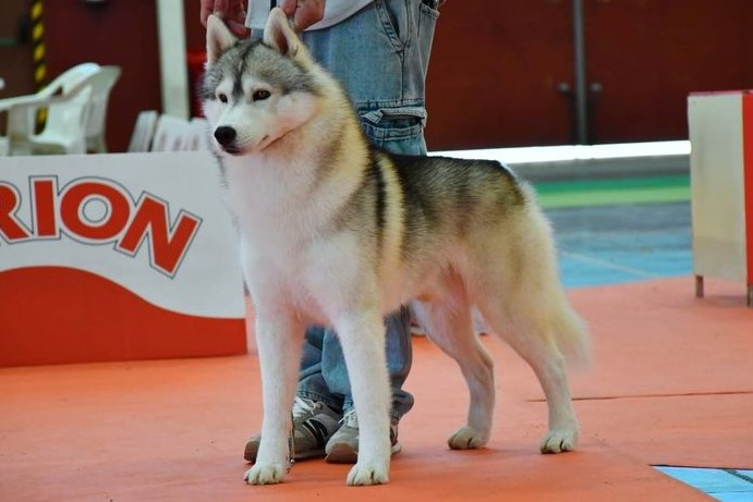 Husky Drake
