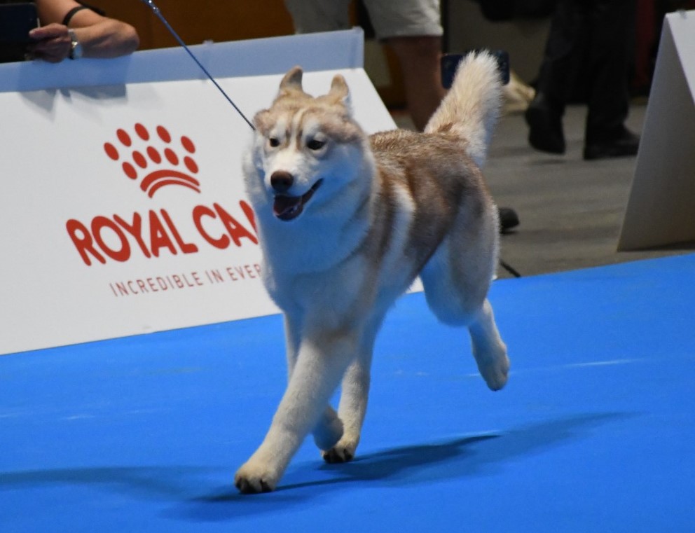 Husky Magic