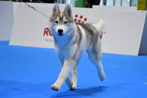 Husky Siberiano Splendidus