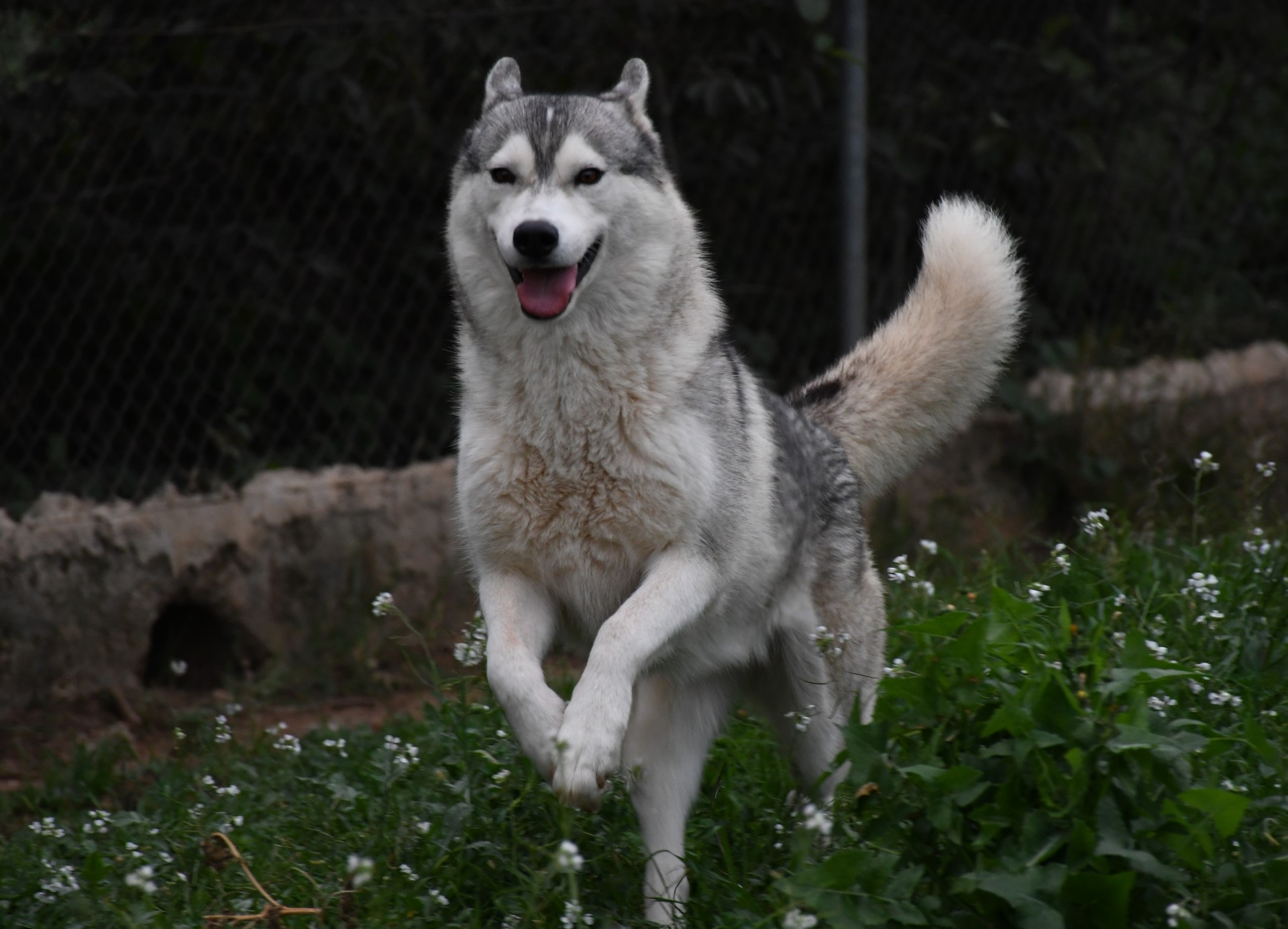 Husky Siberiano Storm