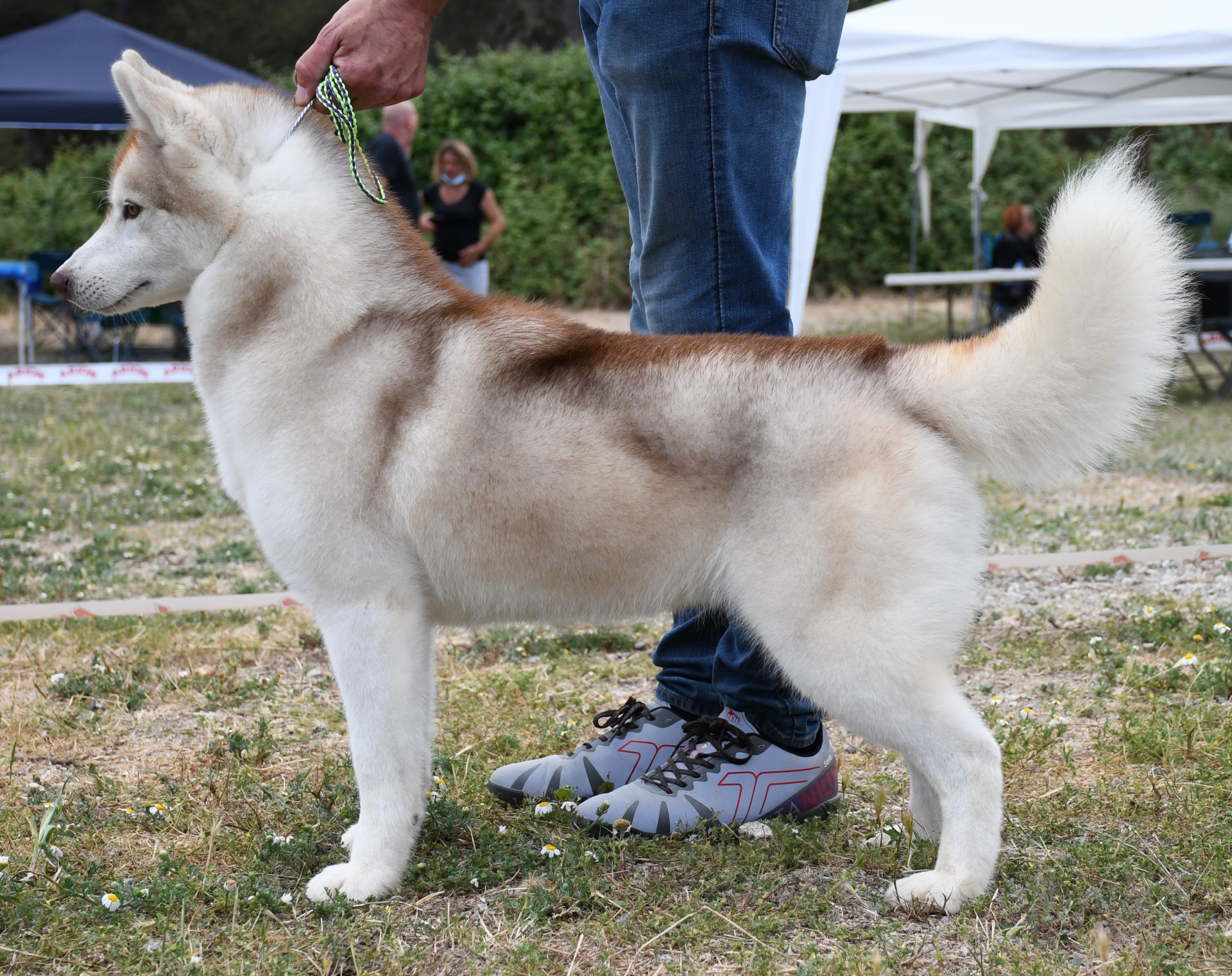 Husky Siberiano Sunny