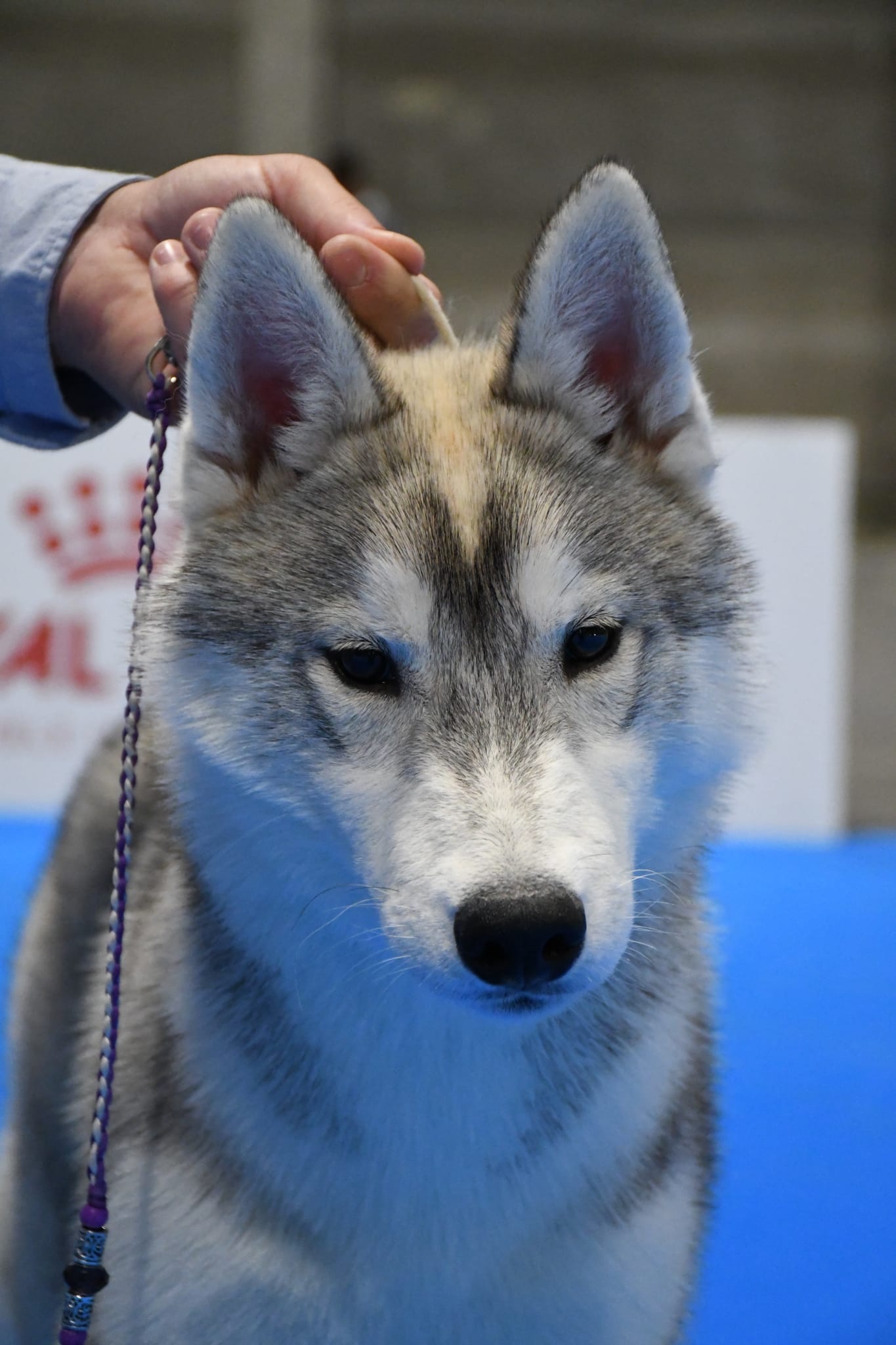 Husky Siberiano Greta
