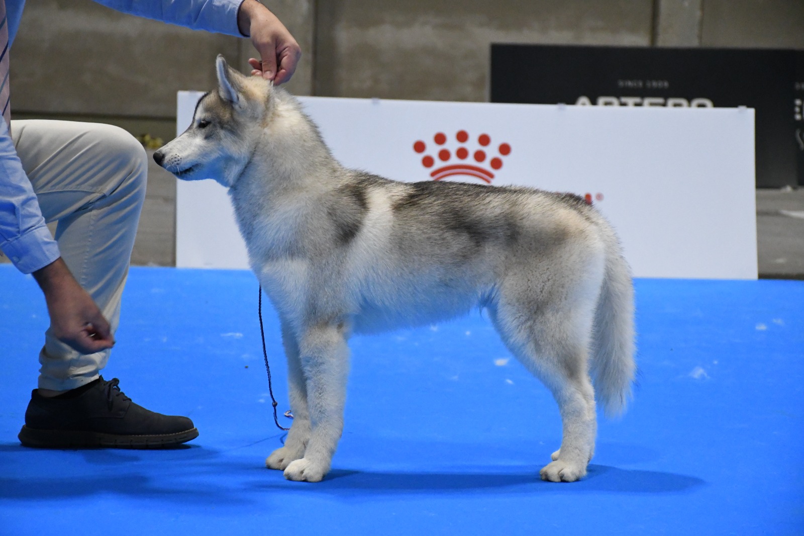 Husky Siberiano Greta