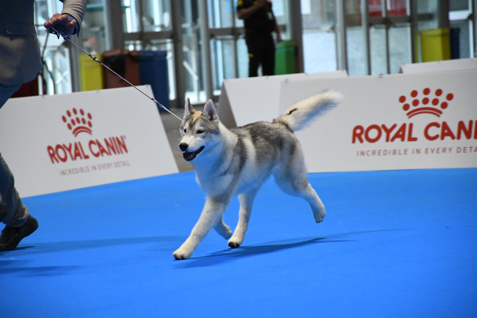 Husky Siberiano Greta