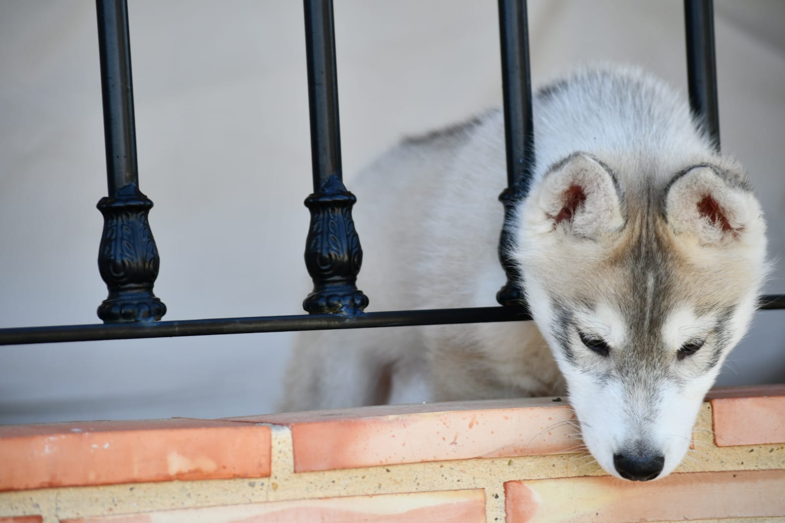 Husky Siberiano Greta