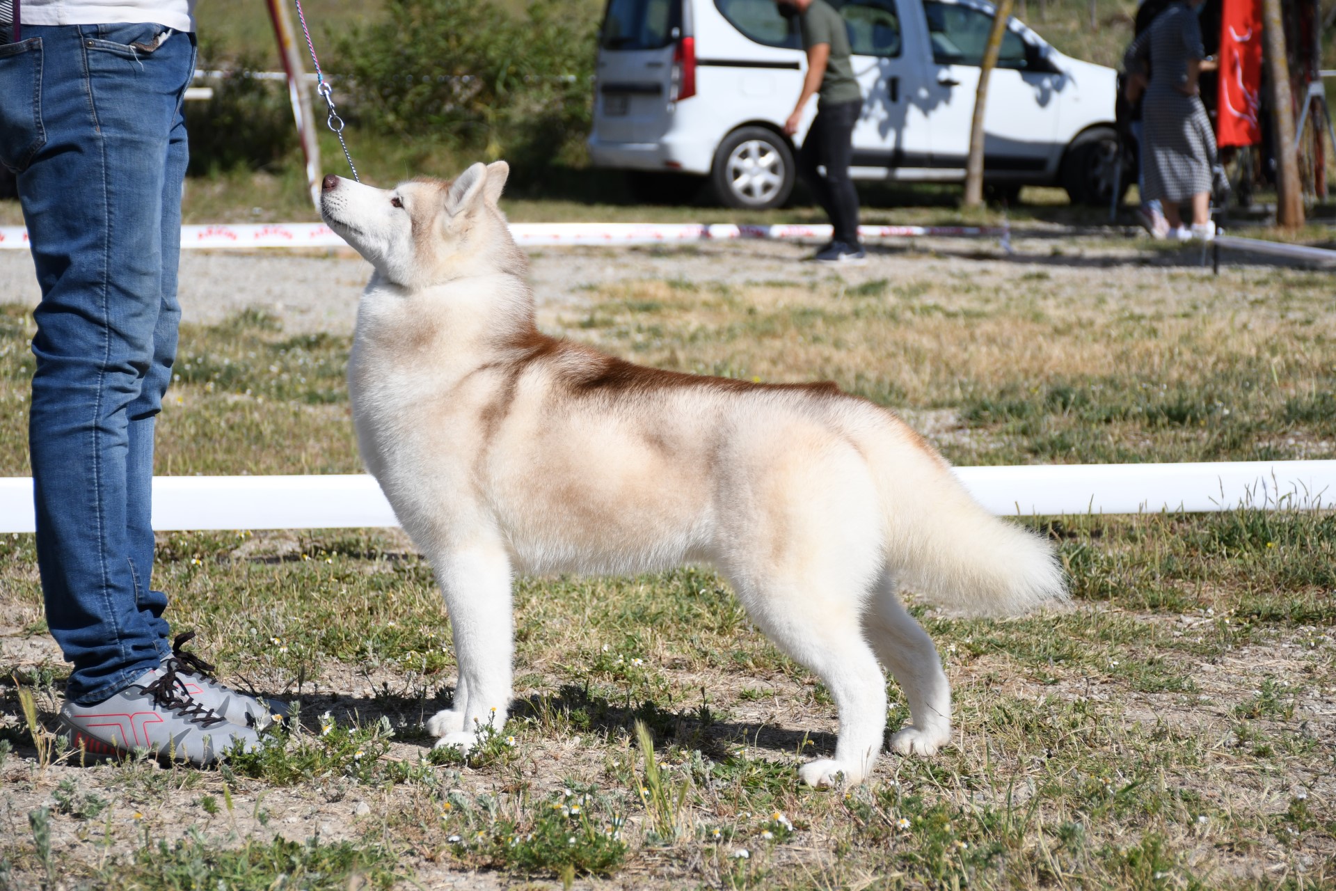 Husky Siberiano Sunny