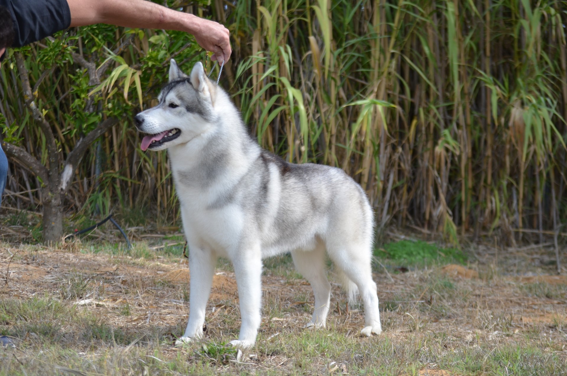 Husky Siberiano Sweet