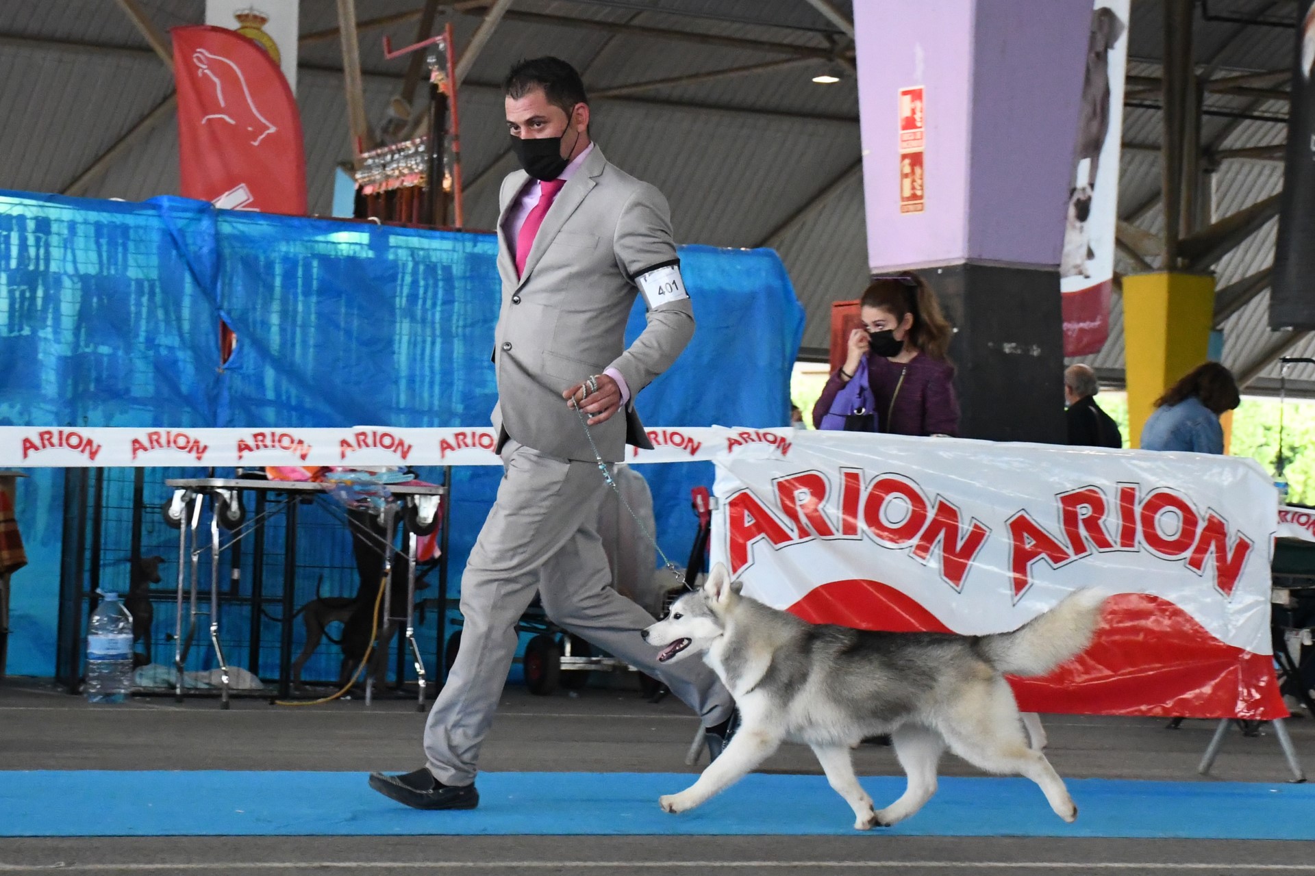 Husky Siberiano Vita