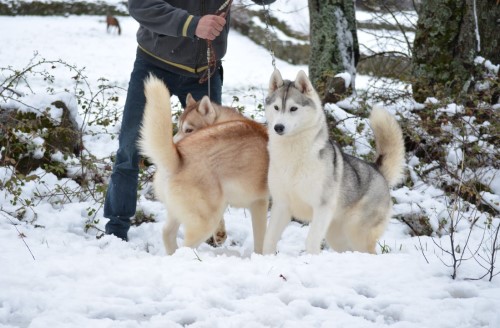 Husky Siberiano